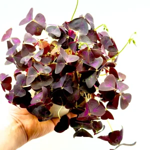 Oxalis triangularis - La Pianta Farfalla Viola