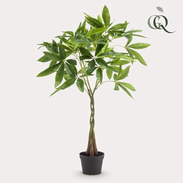 Pachira aquatica artificiale h90cm