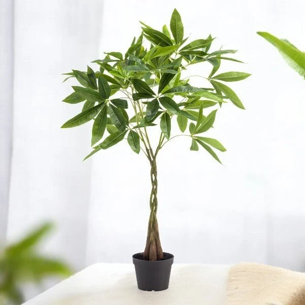 Pachira aquatica artificiale h90cm