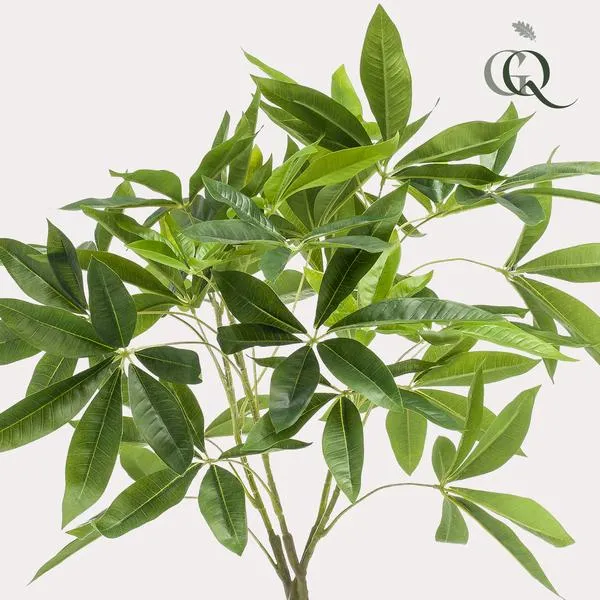 Pachira aquatica artificiale h90cm
