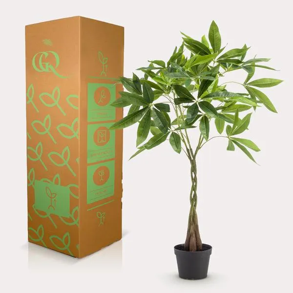 Pachira aquatica artificiale h90cm