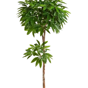 Pachira artificiale - Natalia | 180 cm