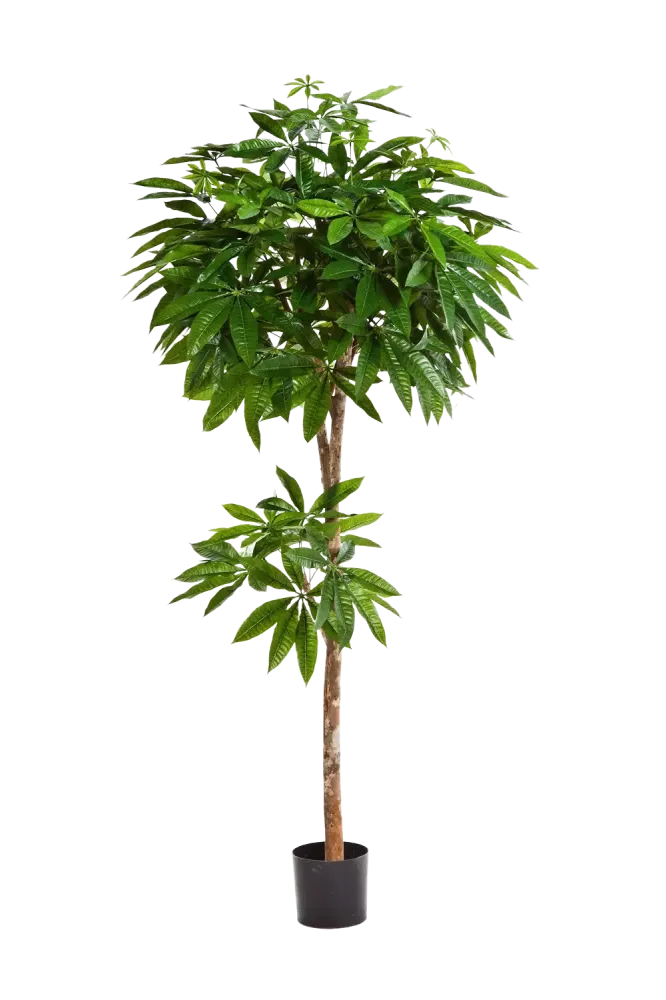 Pachira artificiale - Natalia | 180 cm