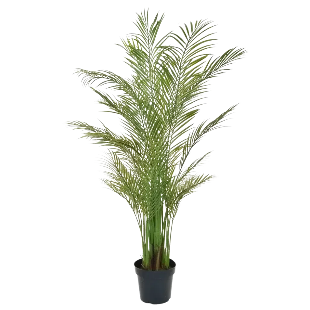 Palma Areca artificiale - Amelie | 180 cm