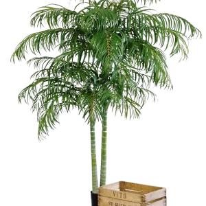 Palma Areca artificiale - Christine | 210 cm