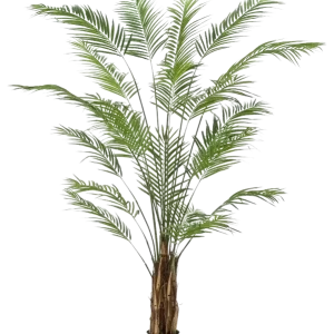 Palma Areca artificiale - Isaiah | 240 cm