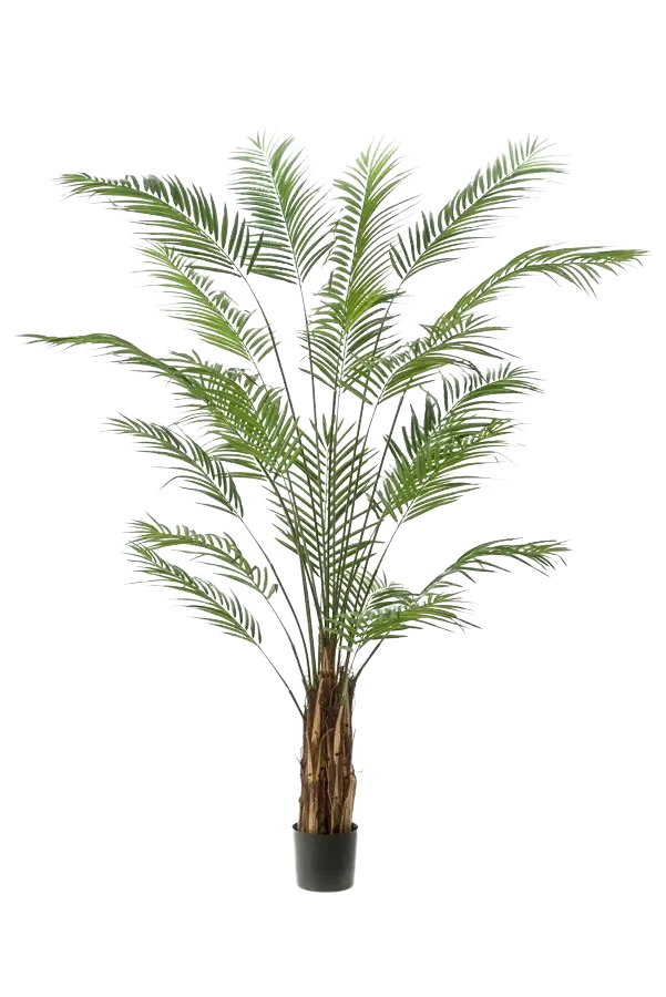 Palma Areca artificiale - Isaiah | 240 cm