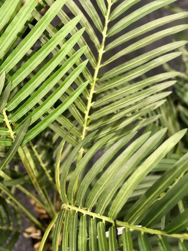 Palma artificiale da frutto dorata - Eva | 170 cm
