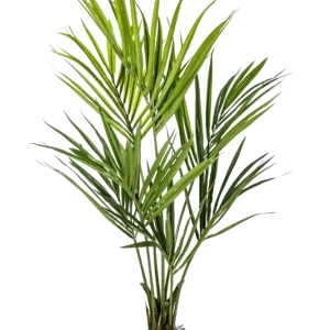Palma artificiale Kentia - Cataleya | 140 cm