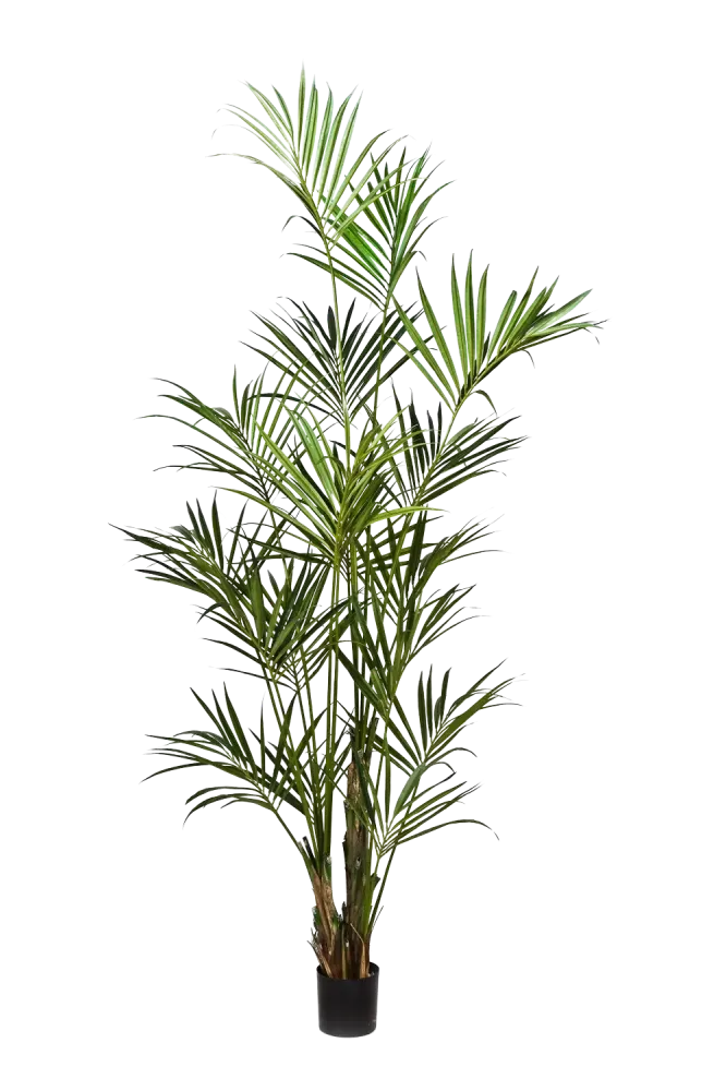 Palma artificiale Kentia - Cataleya | 260 cm