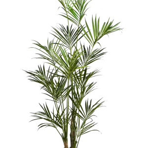 Palma artificiale Kentia - Cataleya | 260 cm