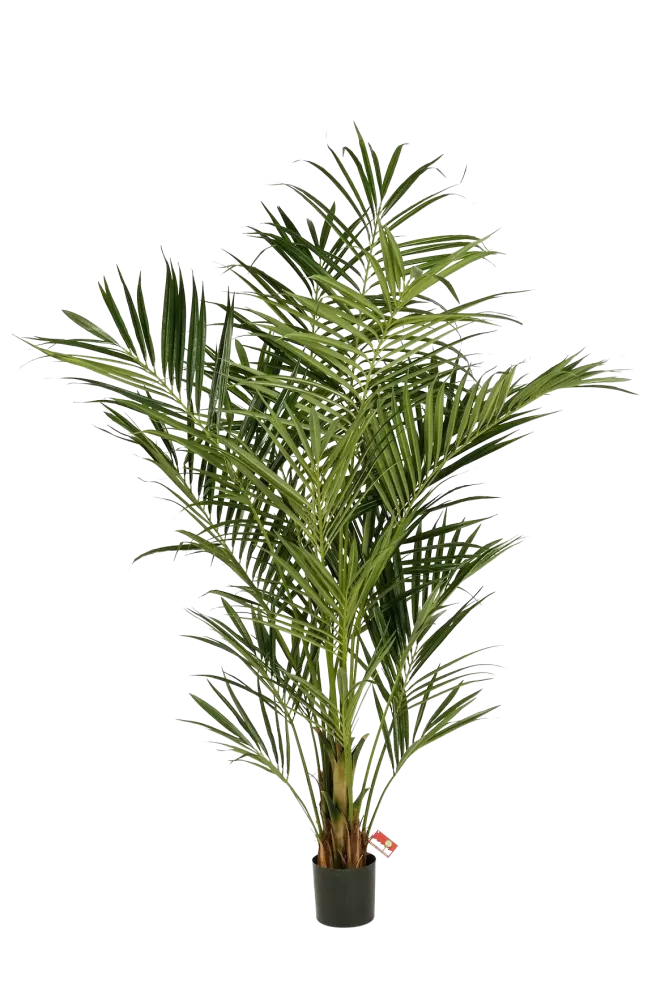Palma artificiale Kentia - Cecilia | 225 cm