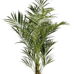 Palma artificiale Kentia - Cecilia | 225 cm