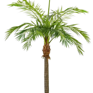 Palma Phoenix artificiale - Saskia | 480 cm