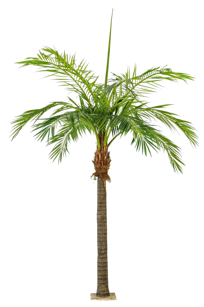 Palma Phoenix artificiale - Saskia | 480 cm