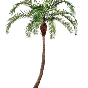 Palma Phoenix artificiale - Simon | 330 cm