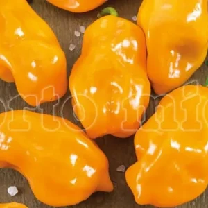 Peperoncino piccante VERY HOT Habanero arancione - 1 pianta v.10 cm - Orto Mio