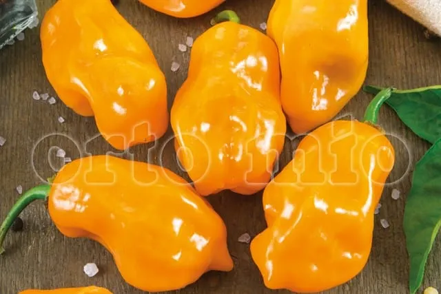 Peperoncino piccante VERY HOT Habanero arancione - 1 pianta v.10 cm - Orto Mio