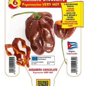 Peperoncino piccante VERY HOT Habanero chocolate - 1 pianta v.14 cm - Orto Mio