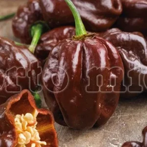 Peperoncino piccante VERY HOT Habanero chocolate - 1 pianta v.10 cm - Orto Mio
