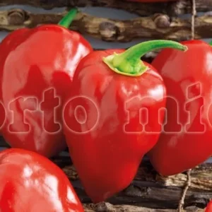 Peperoncino piccante VERY HOT Habanero rosso - 1 pianta v.10 cm - Orto Mio