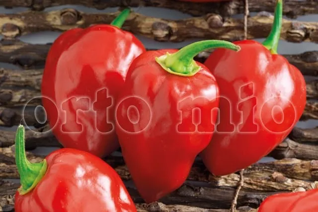 Peperoncino piccante VERY HOT Habanero rosso - 1 pianta v.10 cm - Orto Mio
