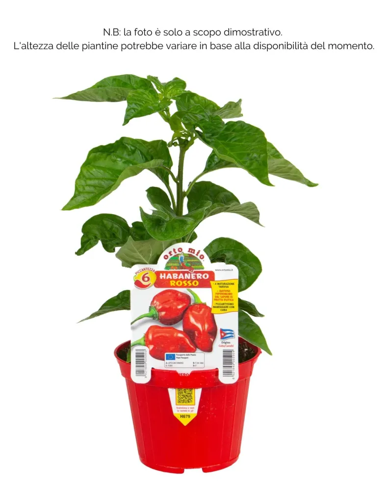 Peperoncino piccante VERY HOT Habanero rosso - 1 pianta v.10 cm - Orto Mio