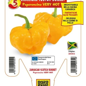 Peperoncino piccante VERY HOT Jamaican Scotch Bonnet - 1 pianta v.14 cm - Orto Mio