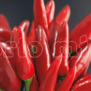 Peperoncino piccante HOT mazzetti rosso Etna - 1 pianta v.10 cm - Orto Mio