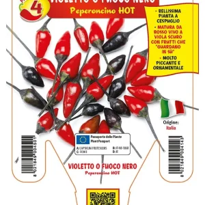 Peperoncino piccante HOT Violetto o fuoco nero - 1 pianta v.14 - Orto Mio