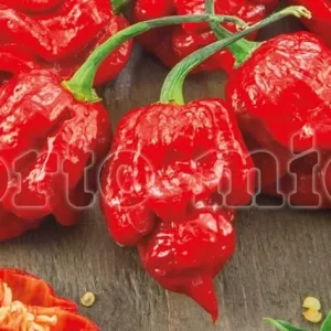 Peperoncino piccante Scorpion rosso super hot - 1 pianta v.10 cm - Orto Mio