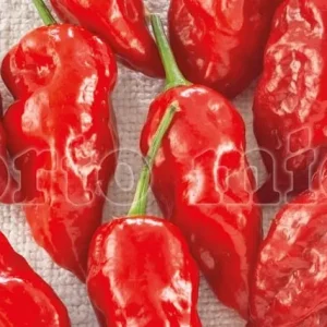 Peperoncino piccante SUPER HOT Naga Morich rosso - 1 pianta v.10 cm - Orto Mio