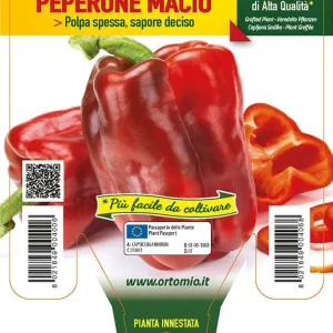 Peperone rosso Macio F1 - 1 pianta v.14 cm - Orto Mio