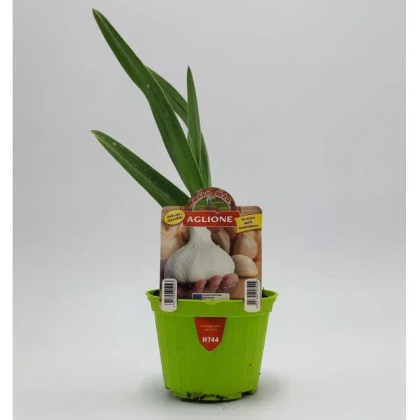 Pianta di Aglione Val di Chiana Elephant Garlic - 1 pianta v.10 cm - Orto Mio