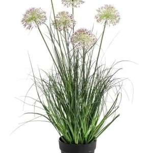 pianta Allium grass x6 72cm/ graminacea