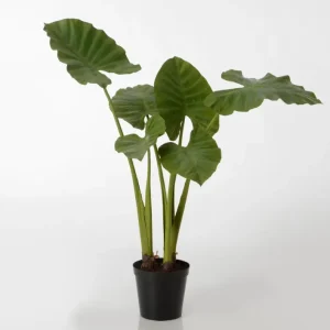 Pianta Alocasia