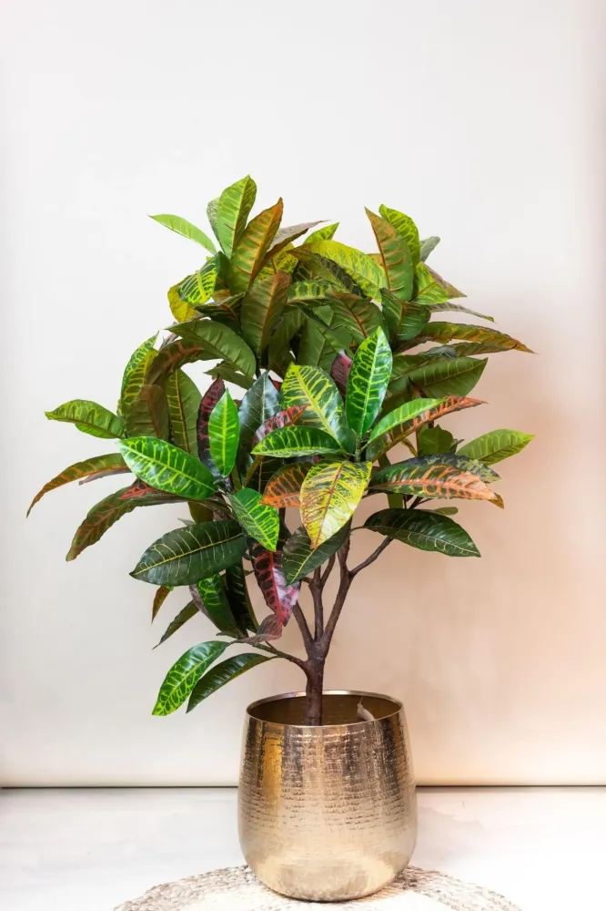 Pianta artificiale Croton Codiaeum
