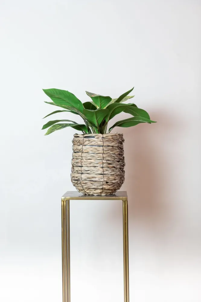 Pianta artificiale Croton Codiaeum - h38cm, Ø15cm