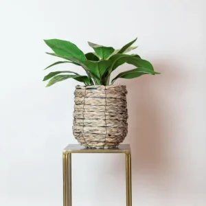 Pianta artificiale Croton Codiaeum - h38cm, Ø15cm