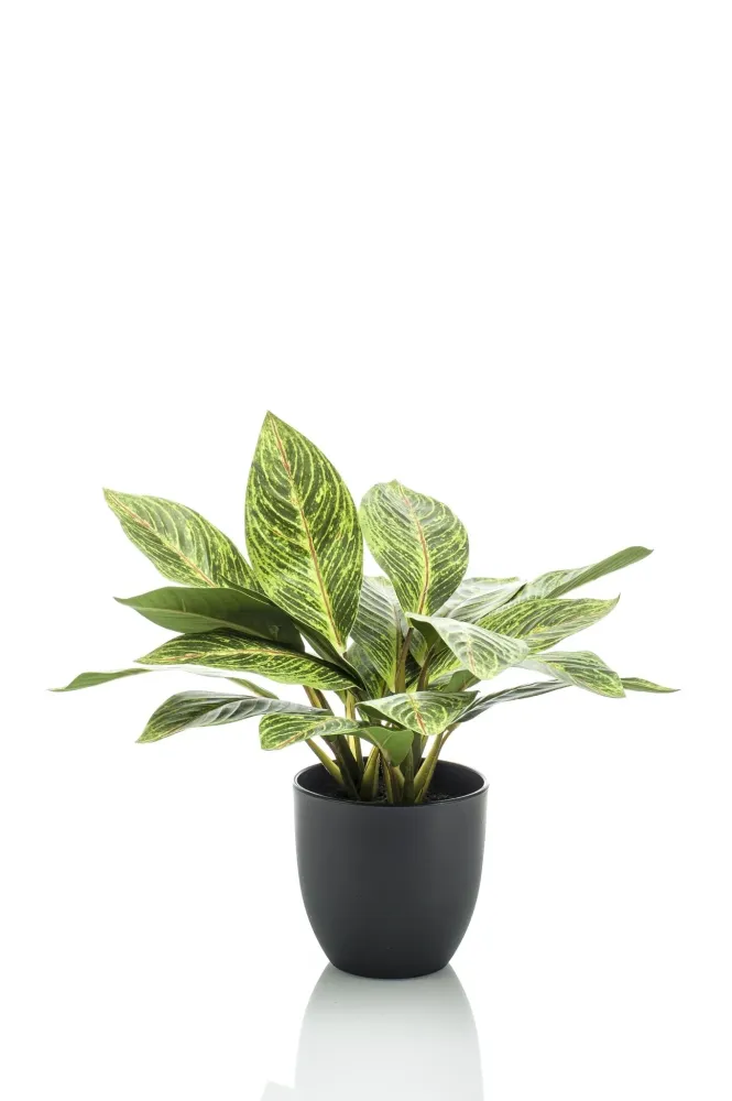 Pianta artificiale Croton Codiaeum - h38cm, Ø15cm