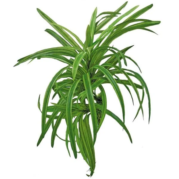 Pianta artificiale Dracena Amtra - 25 cm
