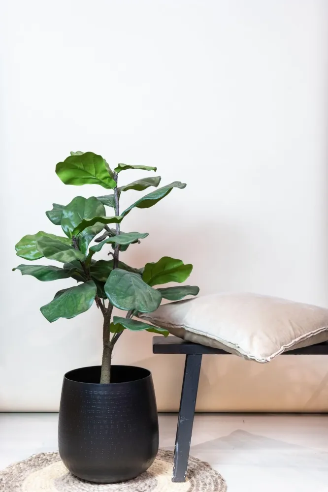 Pianta artificiale Ficus Lyrata - h100cm, Ø12cm