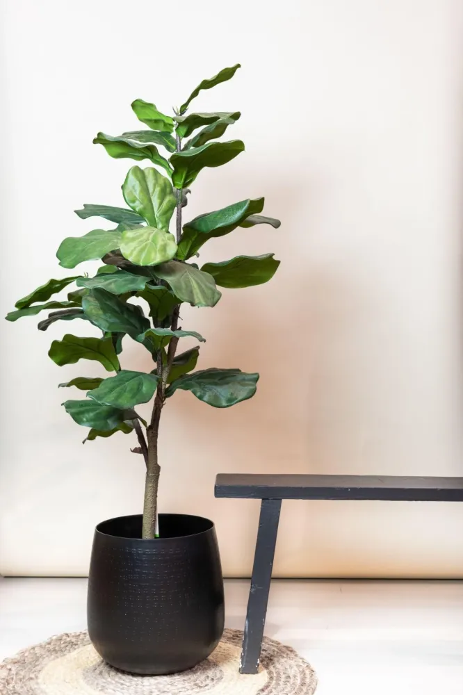 Pianta artificiale Ficus Lyrata h125cm, Ø14cm