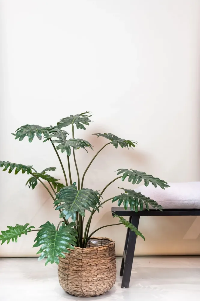 Pianta artificiale filodendro - h98cm, Ø9cm