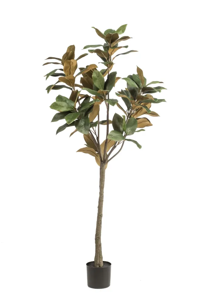 Pianta artificiale Magnolia Grandiflora - h150cm, Ø15cm