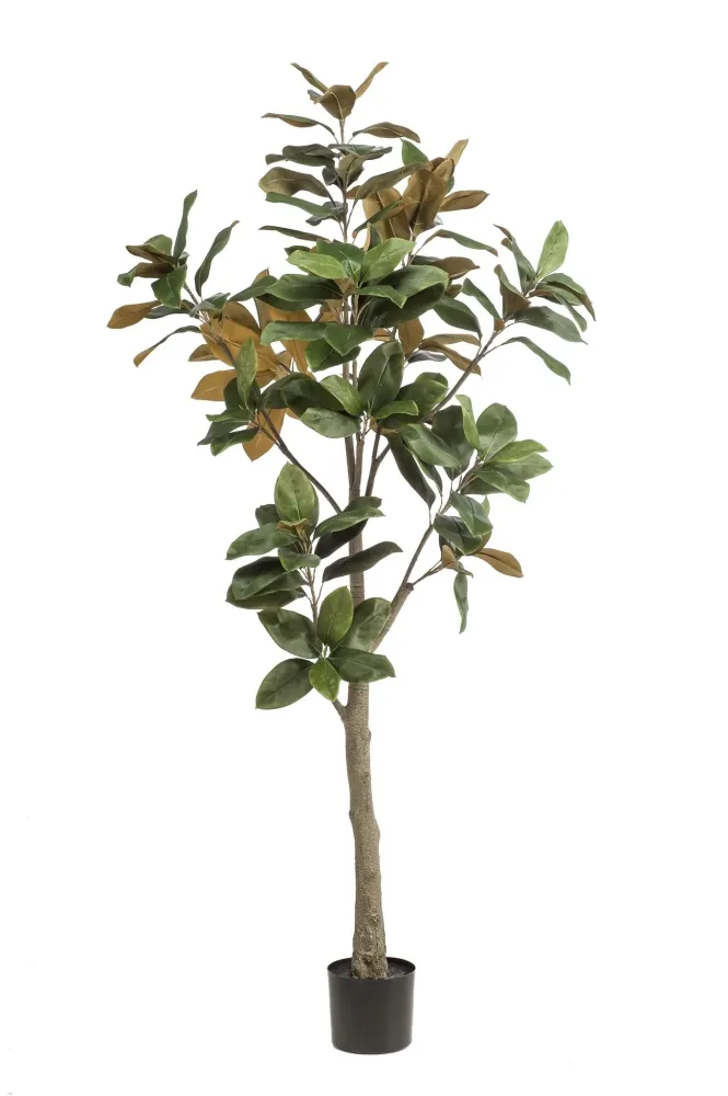 Pianta artificiale Magnolia Grandiflora - h180cm, Ø15cm
