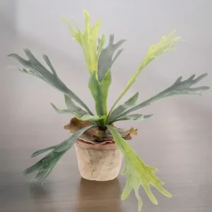 Pianta artificiale di platycerium - h33cm, Ø15cm