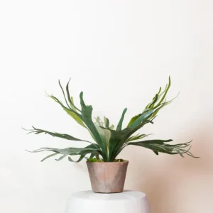 Pianta artificiale di platycerium - h50cm, Ø15cm