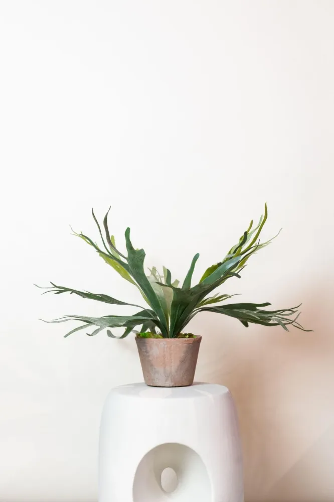 Pianta artificiale di platycerium - h50cm, Ø15cm