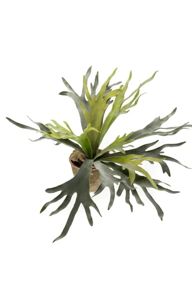 Pianta artificiale di platycerium - h50cm, Ø15cm